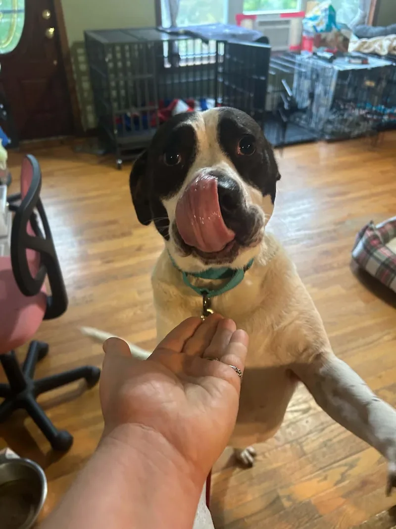 An adult large-sized male Terrier dog named Scout for adoption in Holbrook, NY