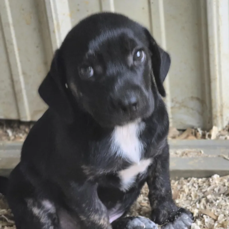 A baby medium-sized male Black Beagle dog named Parker for adoption in Zaleski, OH