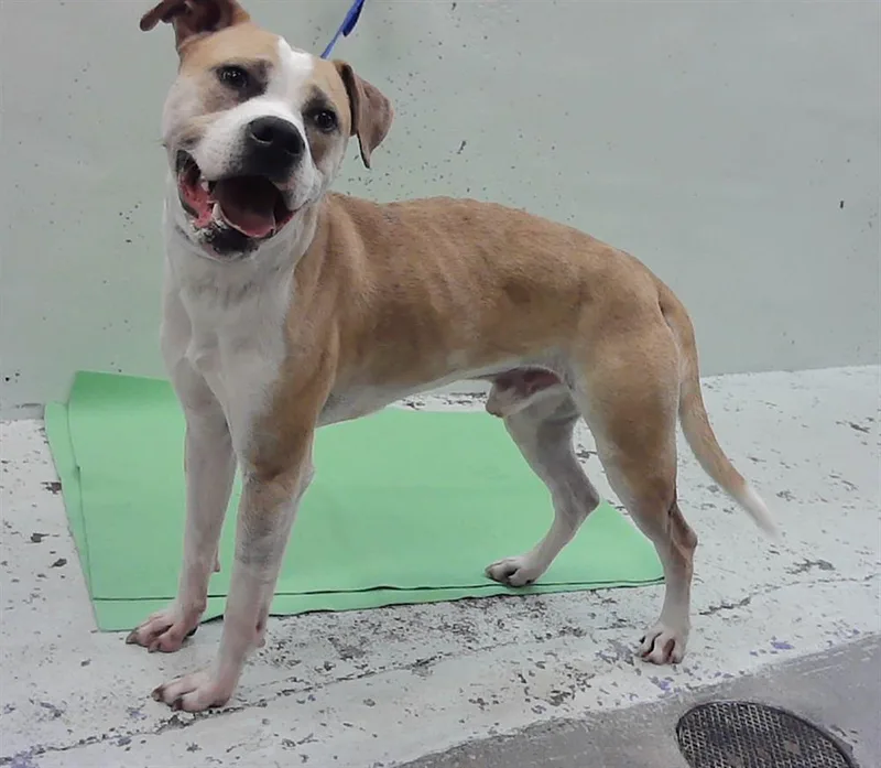 A young medium-sized male Staffordshire Bull Terrier dog named Poppa for adoption in Houston, TX