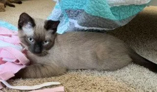 A baby medium-sized female Buff / Tan / Fawn Domestic Short Hair cat named Sunny for adoption in Glendale, AZ