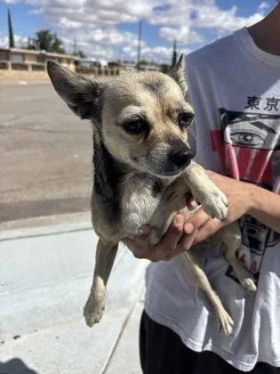 A senior small-sized female Brown / Chocolate Chihuahua dog named Skeeta for adoption in El Paso, TX