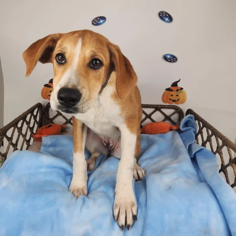 A baby medium-sized female Hound dog named Katie Sue for adoption in Fort Wayne, IN