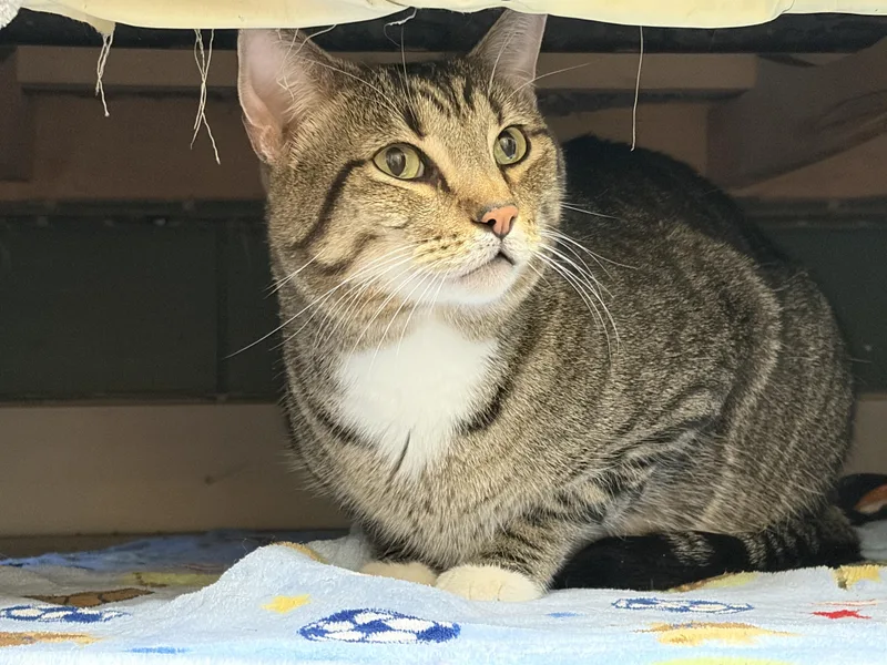 An adult large-sized male Domestic Short Hair cat named Frederick for adoption in Perry, GA