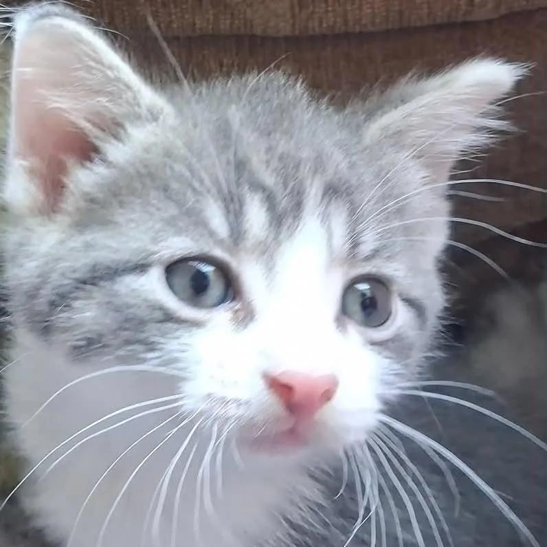 A baby medium-sized male Domestic Short Hair cat named Pina Colada for adoption in Port Washington, WI