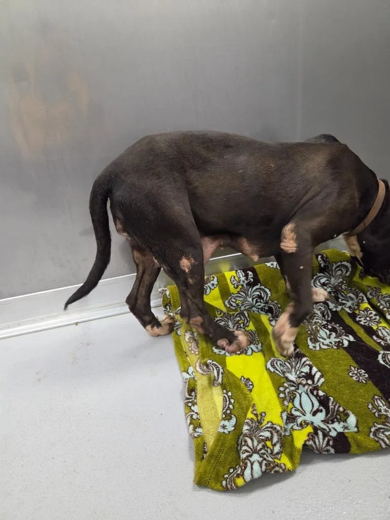 An adult large-sized female Mixed Breed dog named Sally for adoption in Oxford, NC
