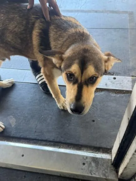 A young large-sized male German Shepherd Dog dog named Dino for adoption in Los Angeles, CA