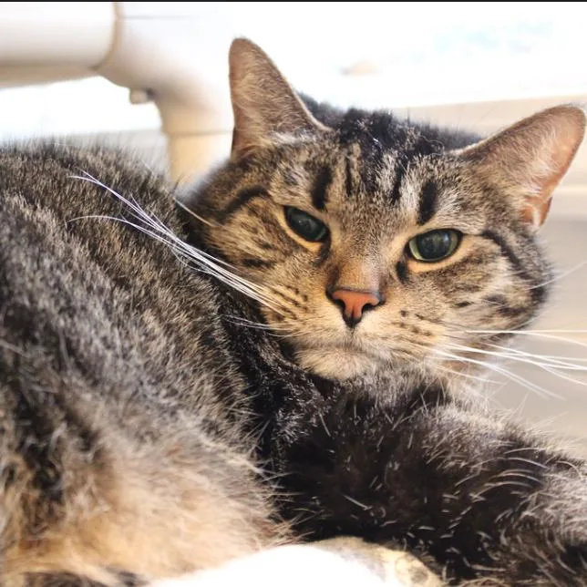 Jefferson thumbnail 2