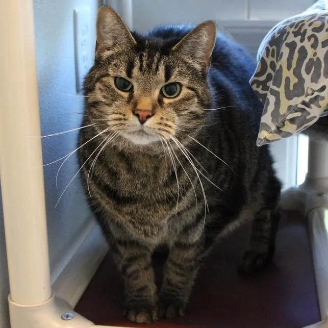 Jefferson thumbnail 4