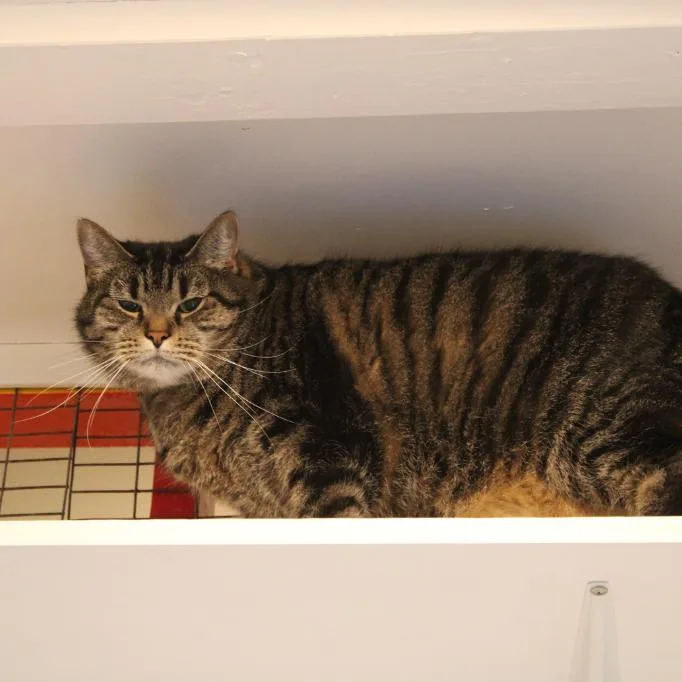 Jefferson thumbnail 6