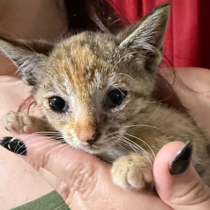 A baby small-sized female Gray / Blue / Silver Domestic Short Hair cat named Janis for adoption in Midland, TX