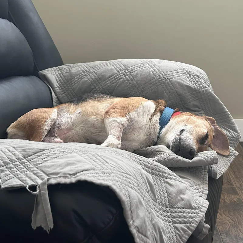 Shiloh thumbnail 6