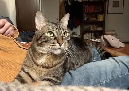 A senior small-sized female Domestic Short Hair cat named Lucy for adoption in Bellevue, WA