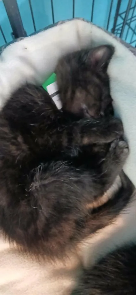 A baby small-sized female Domestic Medium Hair cat named Tabasco for adoption in Crocker, MO