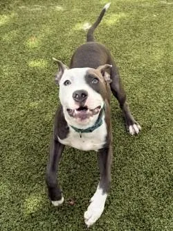 An adult medium-sized male Mixed Breed dog named Willis for adoption in Savannah, GA