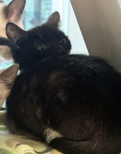 A baby small-sized male Domestic Short Hair cat named Wolfie for adoption in Sultan, WA
