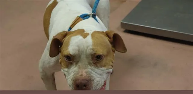 An adult medium-sized female Mixed Breed dog named Faith for adoption in Columbia, SC