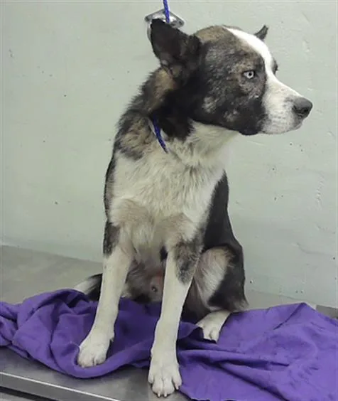 An adult large-sized male Akita dog named Birch for adoption in Houston, TX