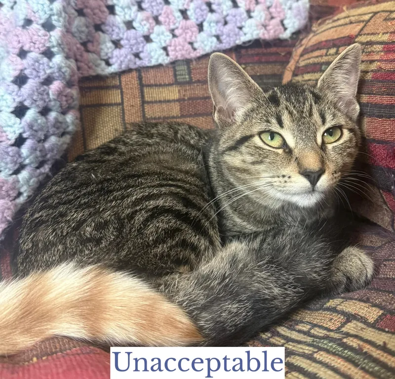 A young medium-sized female Tabby (Gray / Blue / Silver) Domestic Short Hair cat named Unacceptable for adoption in Berkeley Springs, WV