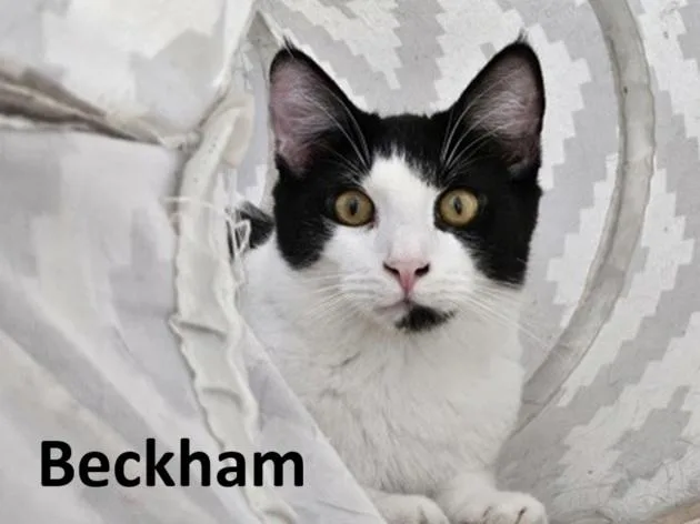 Beckham thumbnail 3