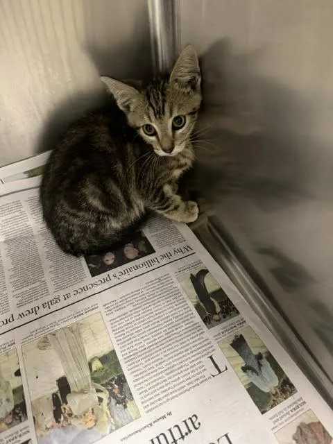 A baby medium-sized male Domestic Short Hair cat named Blue for adoption in Van Nuys, CA