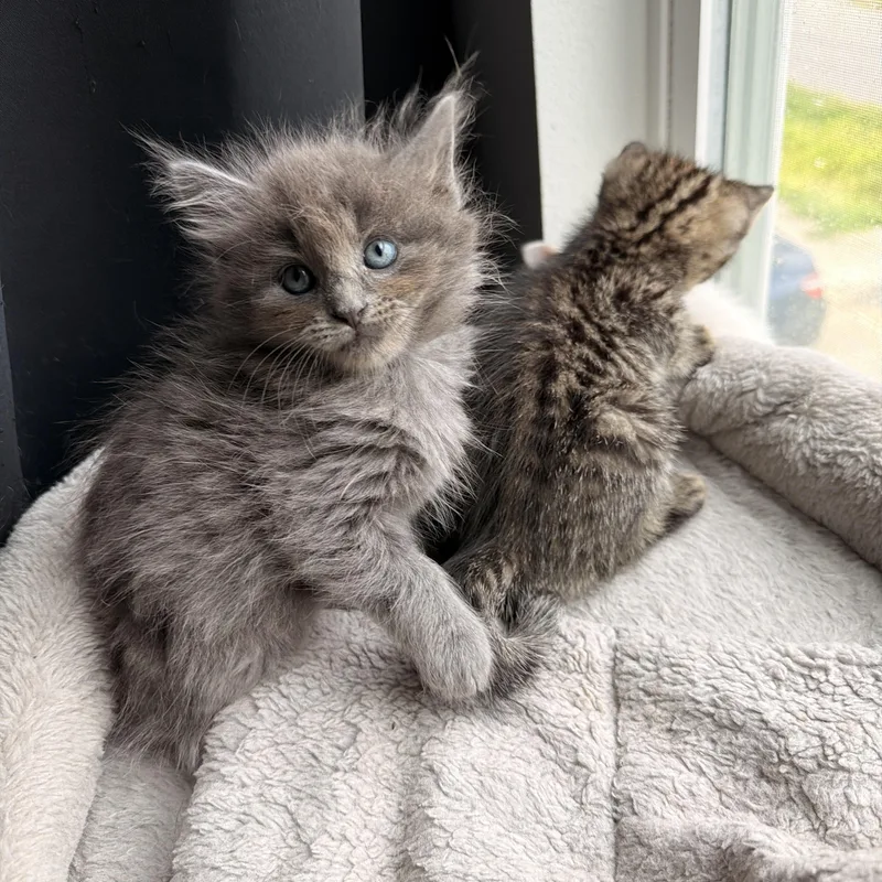 A baby medium-sized male Domestic Long Hair cat named Mouse for adoption in Baytown, TX