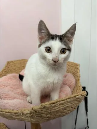 A baby small-sized female White Domestic Short Hair cat named Coco for adoption in Nashville, TN