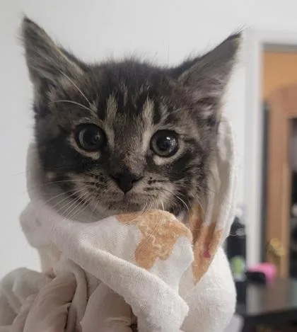 A baby small-sized male Domestic Short Hair cat named Cowboy for adoption in West Chester, PA