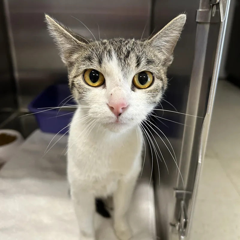 Margarita thumbnail 4