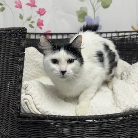 A young small-sized female White Domestic Short Hair cat named Miss T for adoption in Henderson, NV