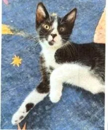 A baby small-sized female Black & White / Tuxedo Domestic Short Hair cat named Stacie for adoption in Anoka, MN