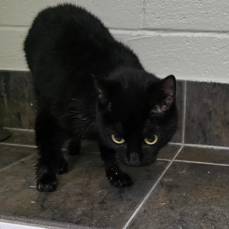 A young medium-sized female Black Domestic Short Hair cat named Spyder for adoption in Eureka Springs, AR