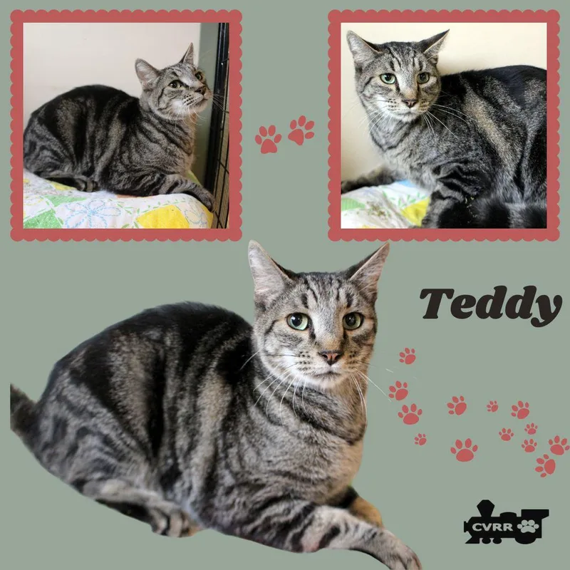 An adult medium-sized male Tabby cat named Teddy for adoption in LINDSAY, CA