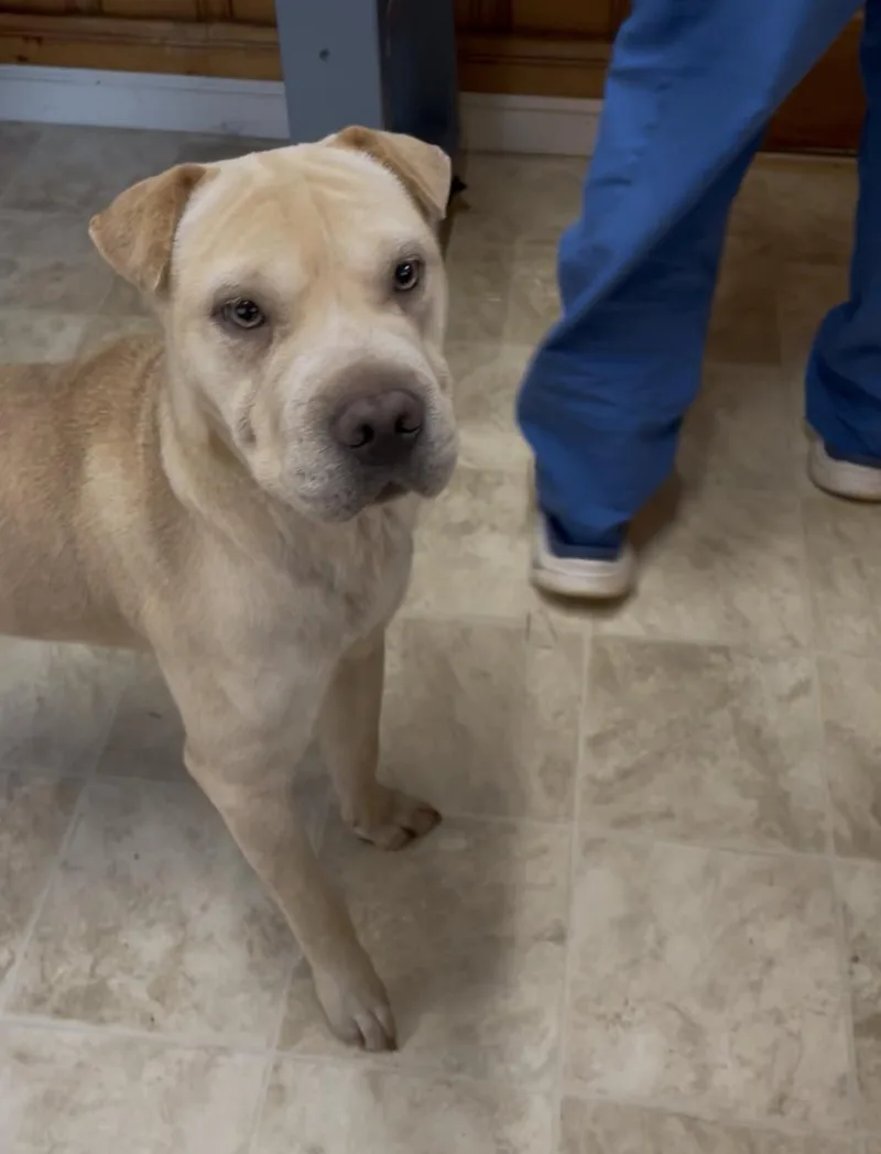 A young medium-sized female Shar-Pei dog named Joon for adoption in Raleigh, NC