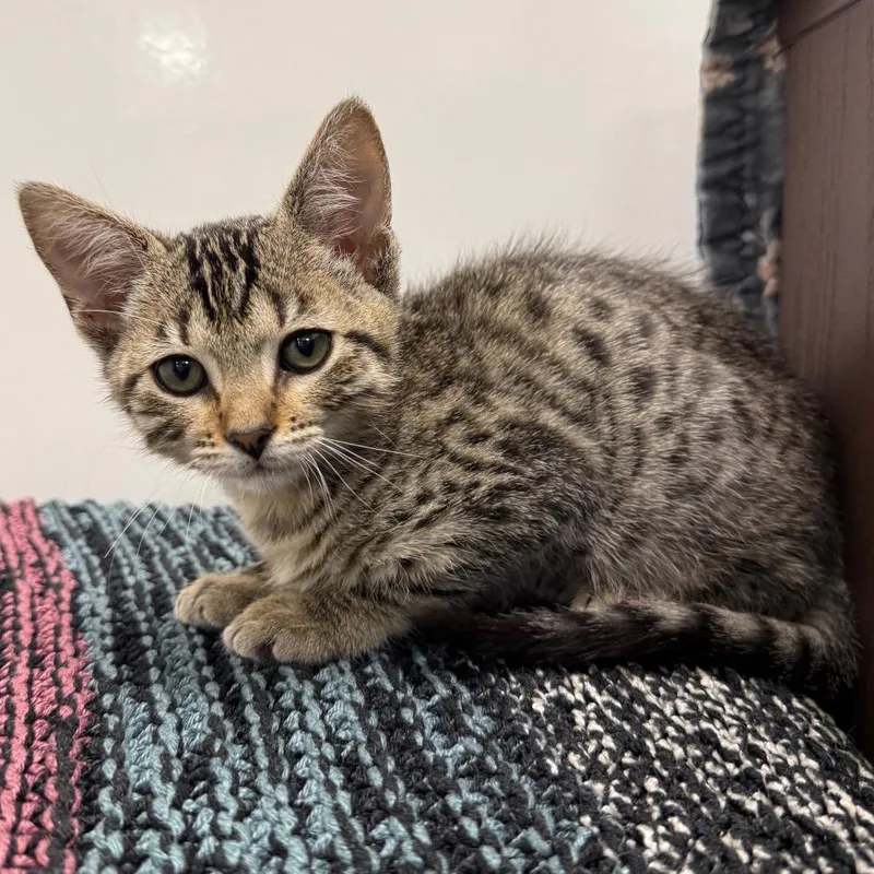 A baby small-sized female Gray / Blue / Silver Domestic Short Hair cat named Amora for adoption in West Palm Beach, FL