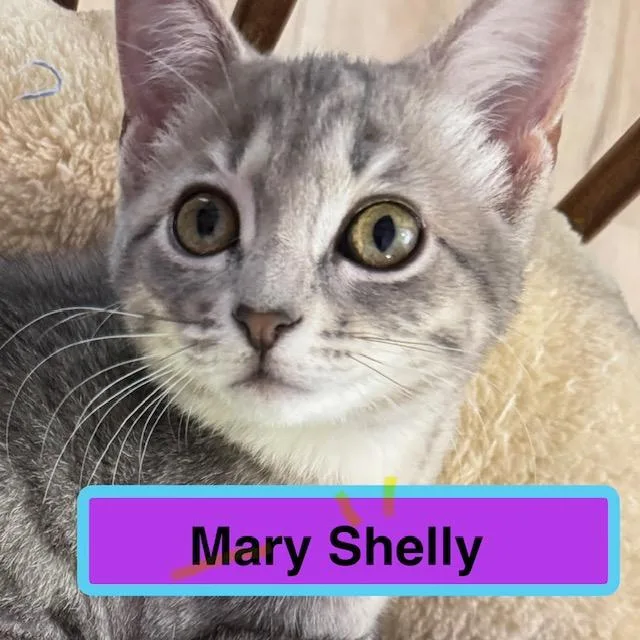 A baby medium-sized female Domestic Short Hair cat named Mary Shelly for adoption in Zimmerman, MN