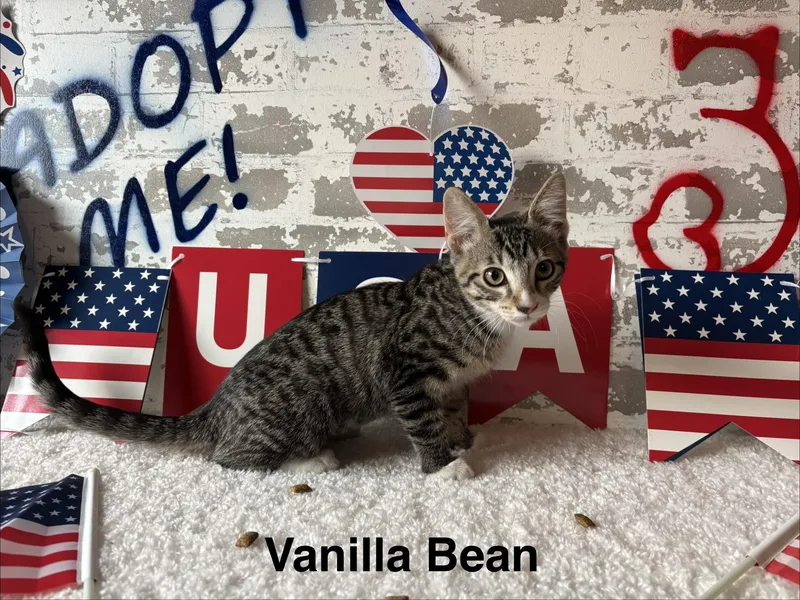 A baby medium-sized female Tabby (Gray / Blue / Silver) Domestic Short Hair cat named Vanilla Bean for adoption in queen creek, AZ