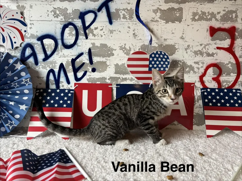 Vanilla Bean thumbnail 3