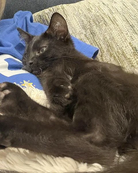 A baby medium-sized male Black Domestic Short Hair cat named Mitch for adoption in Parkville, MO
