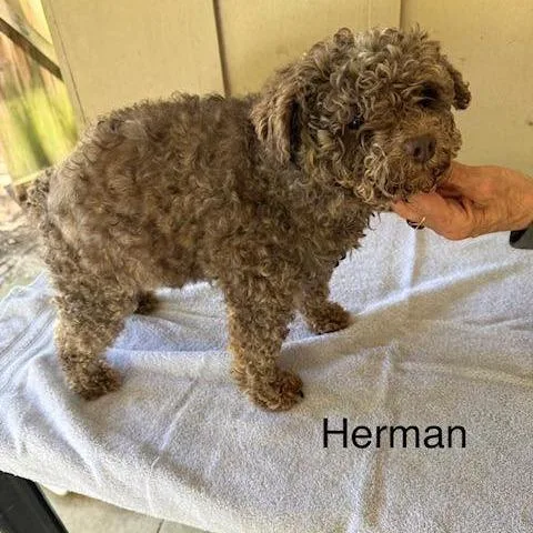 Herman