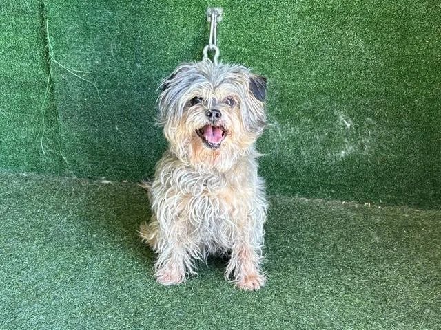 A senior small-sized male Shih Tzu dog named Ronald for adoption in Lancaster, CA