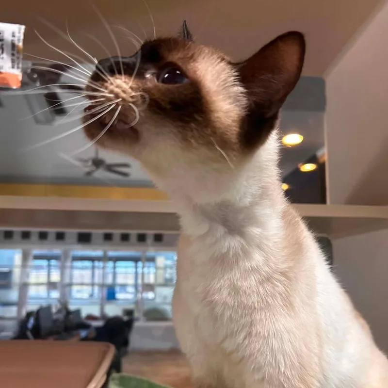 A senior medium-sized male Cream / Ivory Siamese cat named Knight Skye for adoption in Lake Jackson, TX