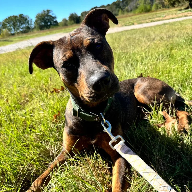 A young medium-sized female Terrier dog named Willow for adoption in Little Rock, AR