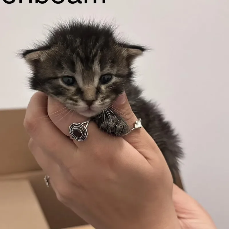 Moonbeam