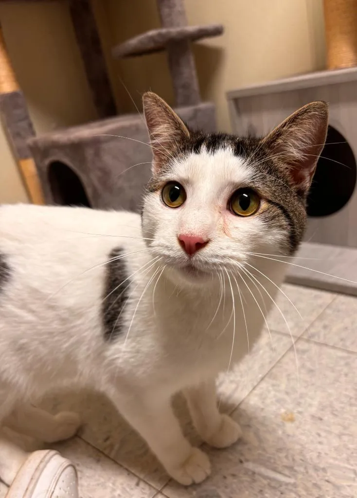 A young medium-sized male Domestic Short Hair cat named Toulouse for adoption in Sandusky, OH