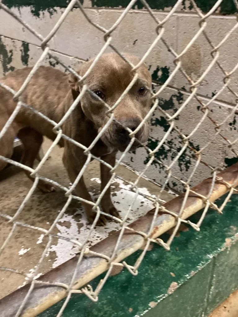 Dolly Pawton thumbnail 4