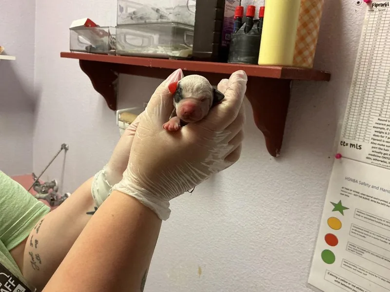 Cranberry thumbnail 2