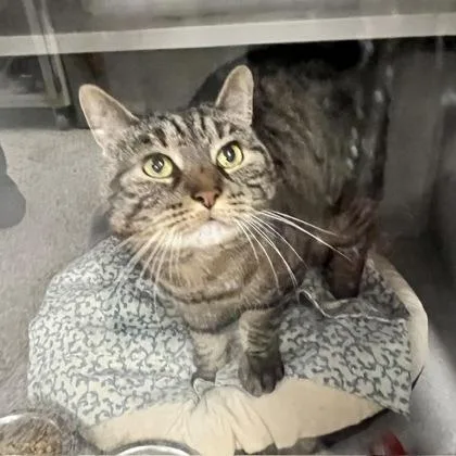 A senior large-sized female Domestic Short Hair cat named Paisley for adoption in East Brookfield, MA