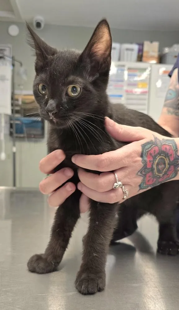 A baby small-sized male Black Domestic Short Hair cat named Ranger for adoption in Vancouver, WA