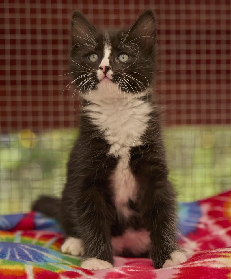 A baby medium-sized male Domestic Medium Hair cat named Frosty for adoption in Santa Barbara, CA