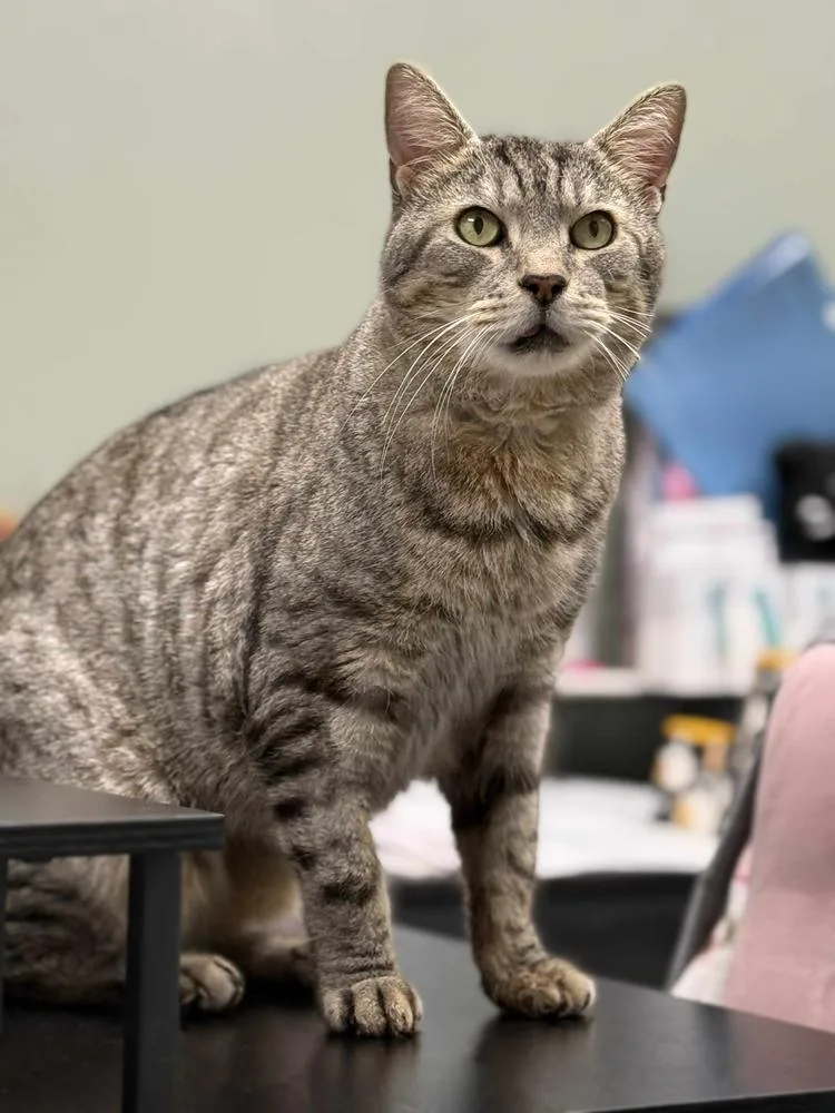 An adult large-sized male Brown / Chocolate Domestic Short Hair cat named Harold for adoption in Mount Laurel, NJ